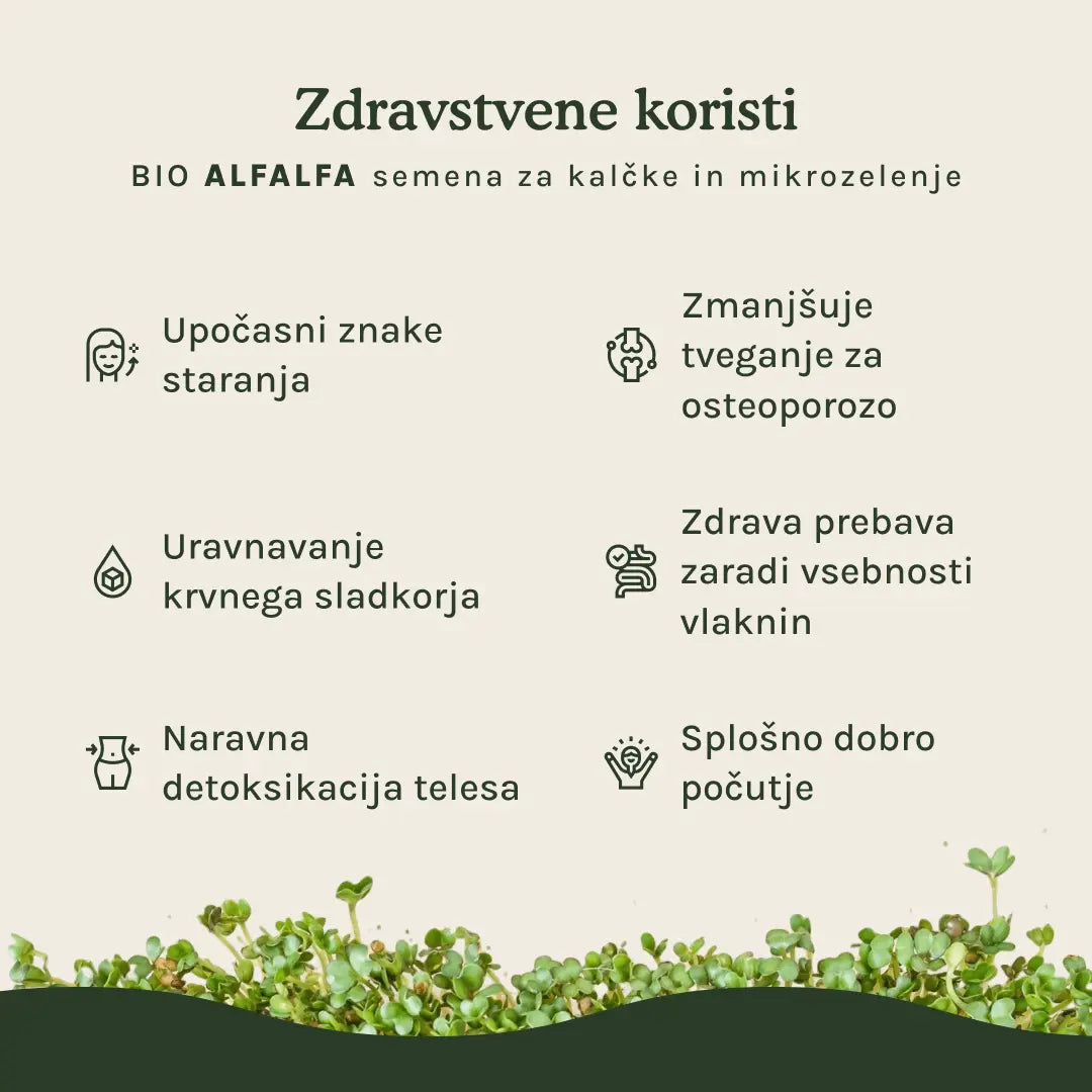 Alfalfa semena za kalčke in mikrozelenje - BIO (100g) steklen