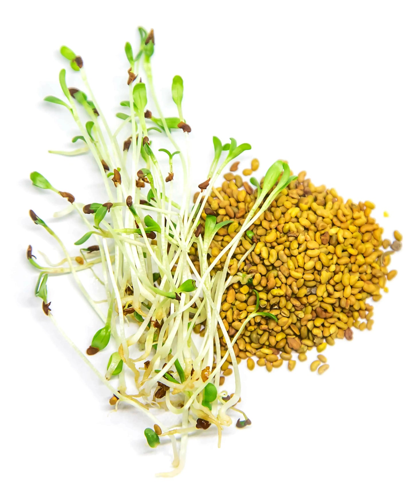 alfalfa-mikrozelenje