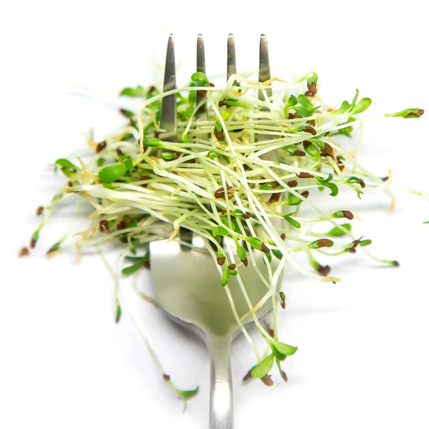 alfalfa-semena-za-mikrozelenje