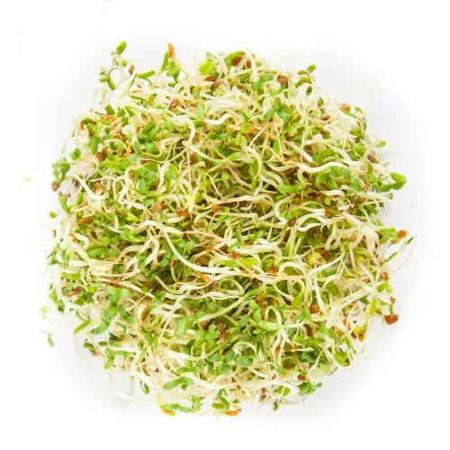 Alfalfa-semena-za-kalčke