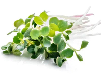 Alfalfa-semena-za-kalcke