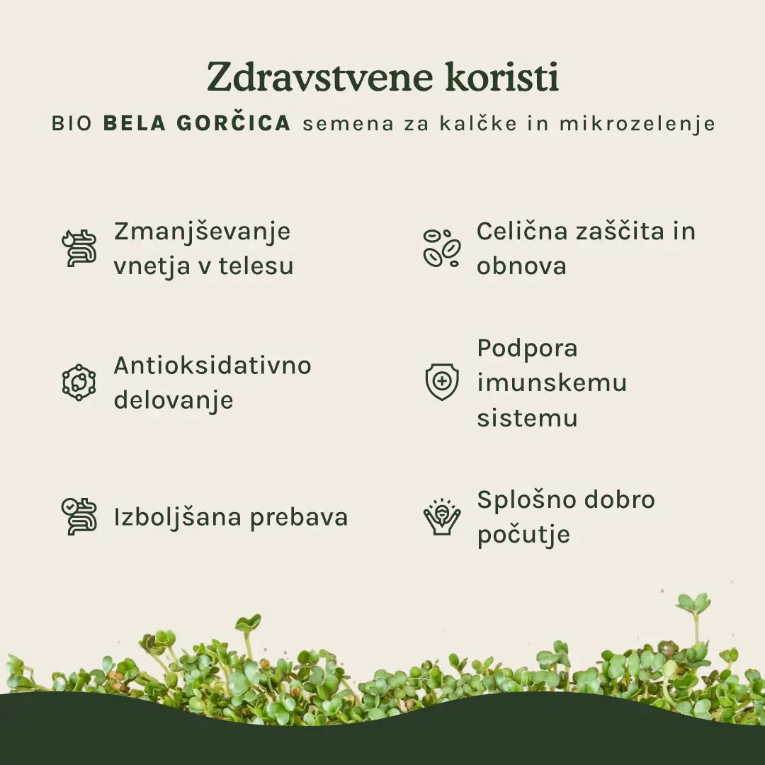 Bela gorčica semena za kalčke in mikrozelenje - BIO (100g) steklen