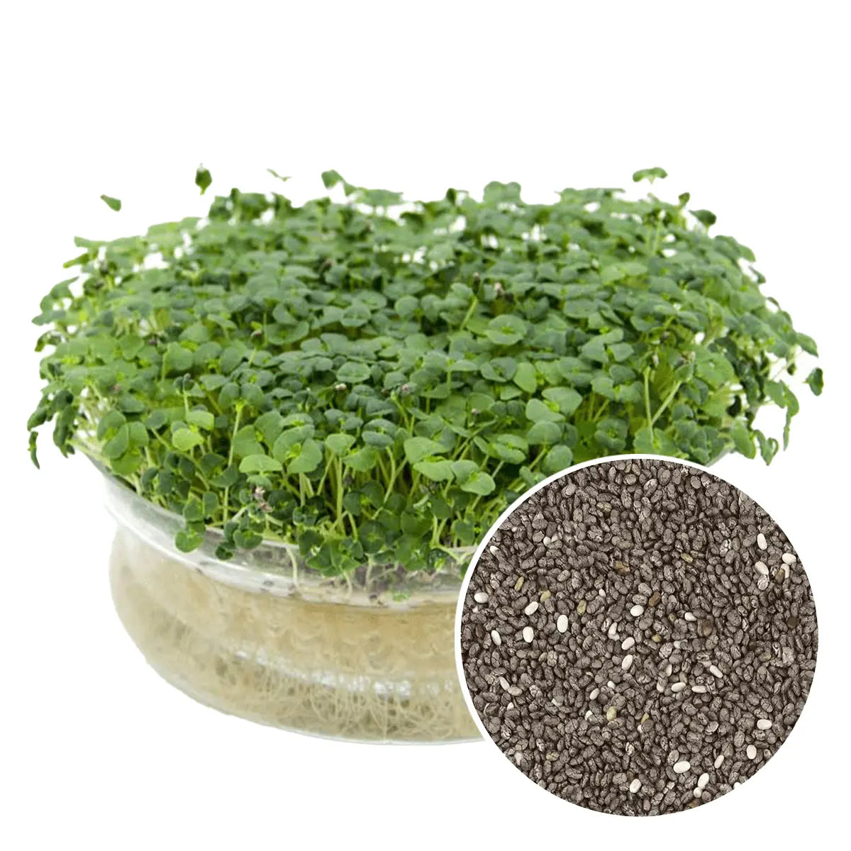 Chia-semena-za-kalcke