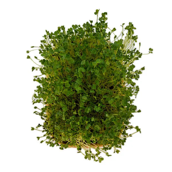 HitroZelen Brokoli GreenGina