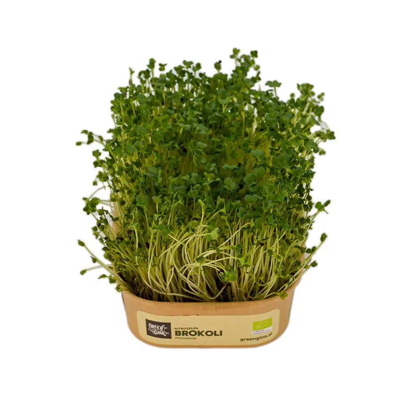HitroZelen Brokoli GreenGina