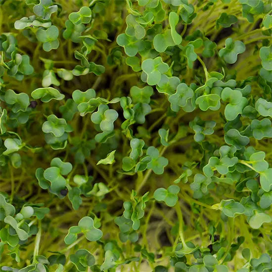 HitroZelen Brokoli GreenGina
