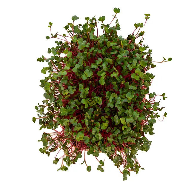HitroZelen Radič GreenGina