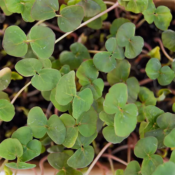 HitroZelena Ajda GreenGina
