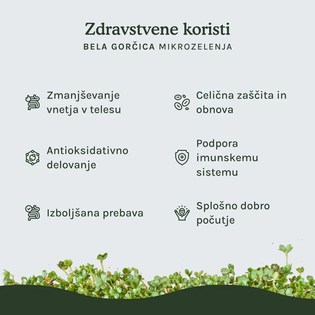 HitroZelena Bela gorčica GreenGina