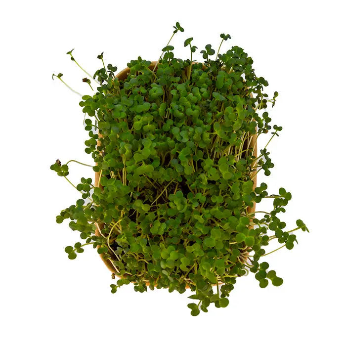 HitroZelena Bela gorčica GreenGina