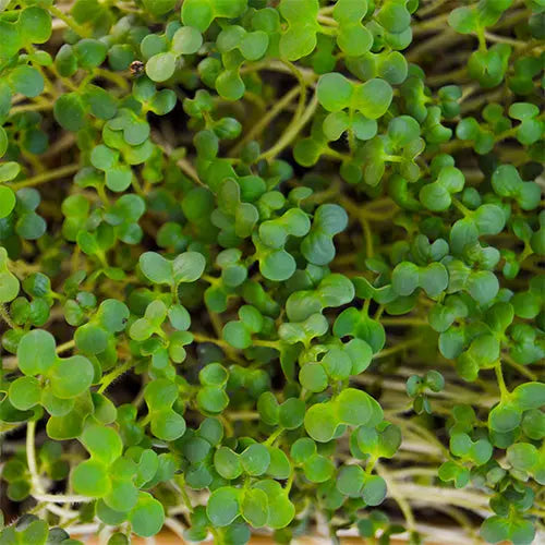 HitroZelena Bela gorčica GreenGina