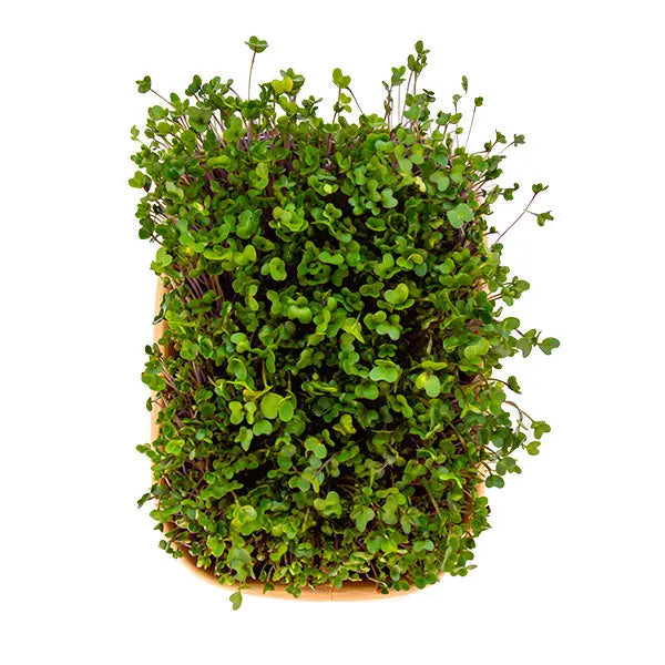 HitroZelena Koleraba GreenGina