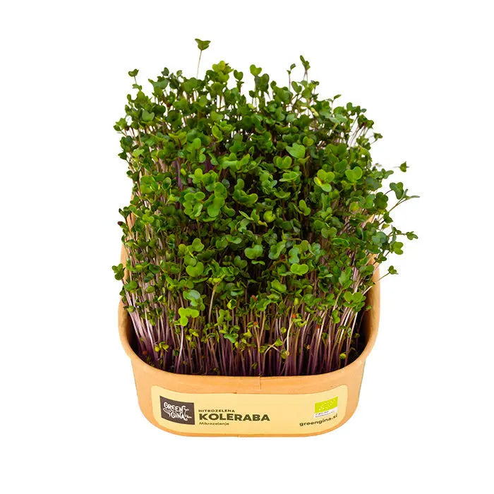 HitroZelena Koleraba GreenGina