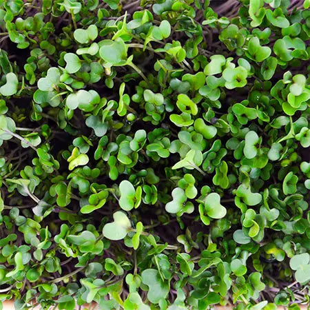 HitroZelena Koleraba GreenGina