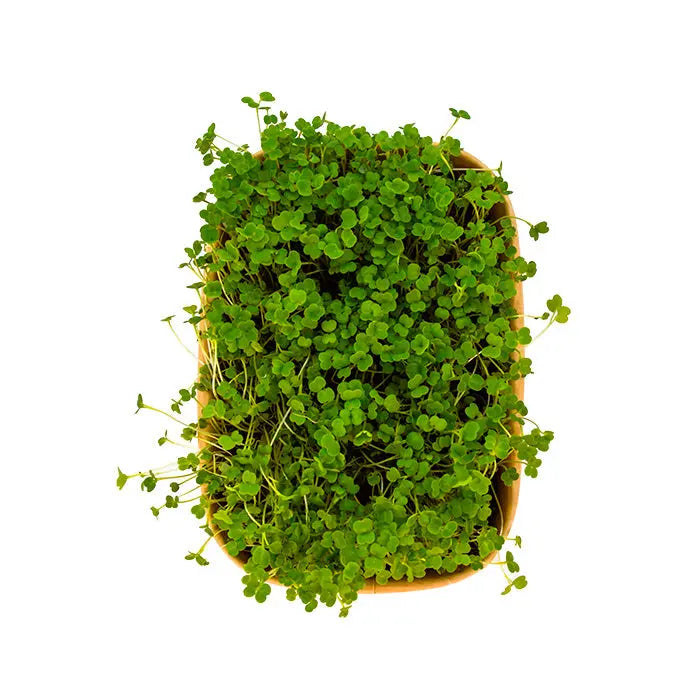 HitroZelena Rukola GreenGina