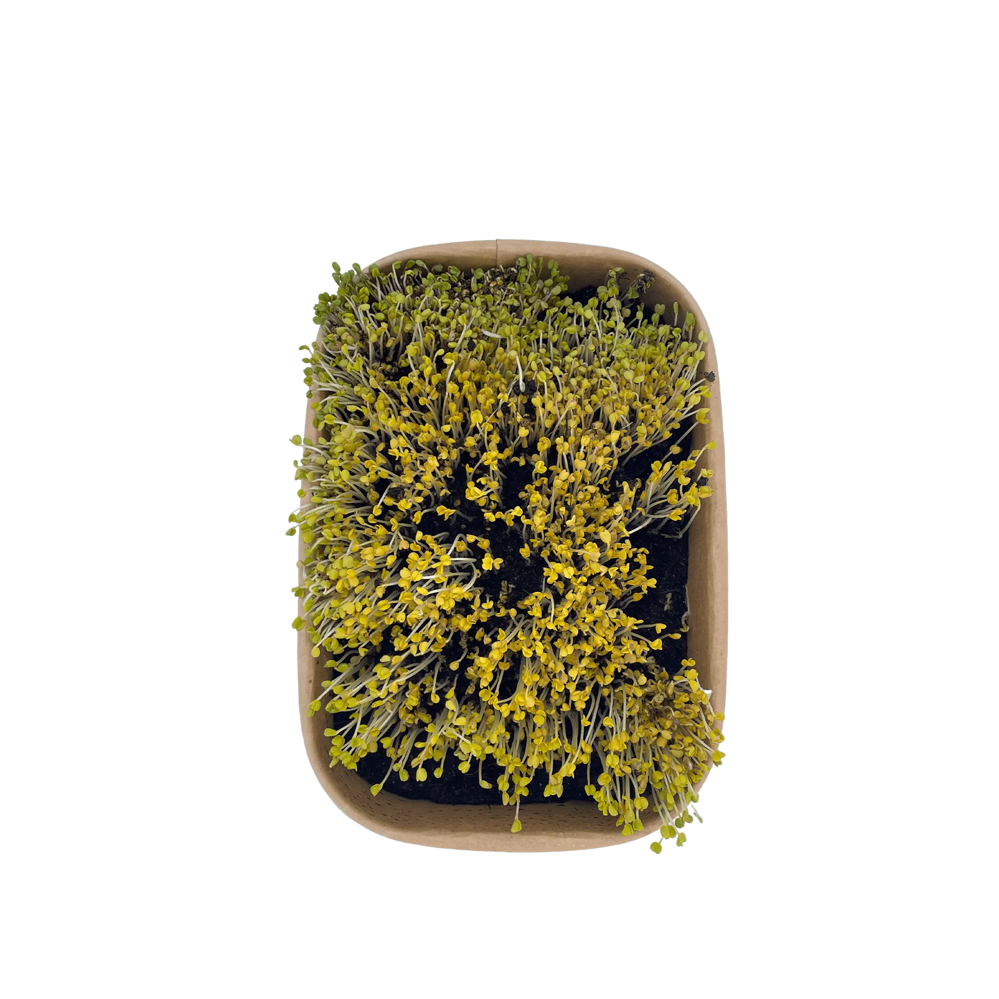 HitroZelena Rukola GreenGina