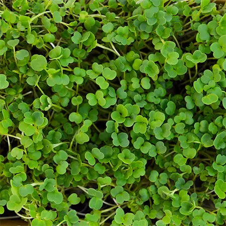 HitroZelena Rukola GreenGina