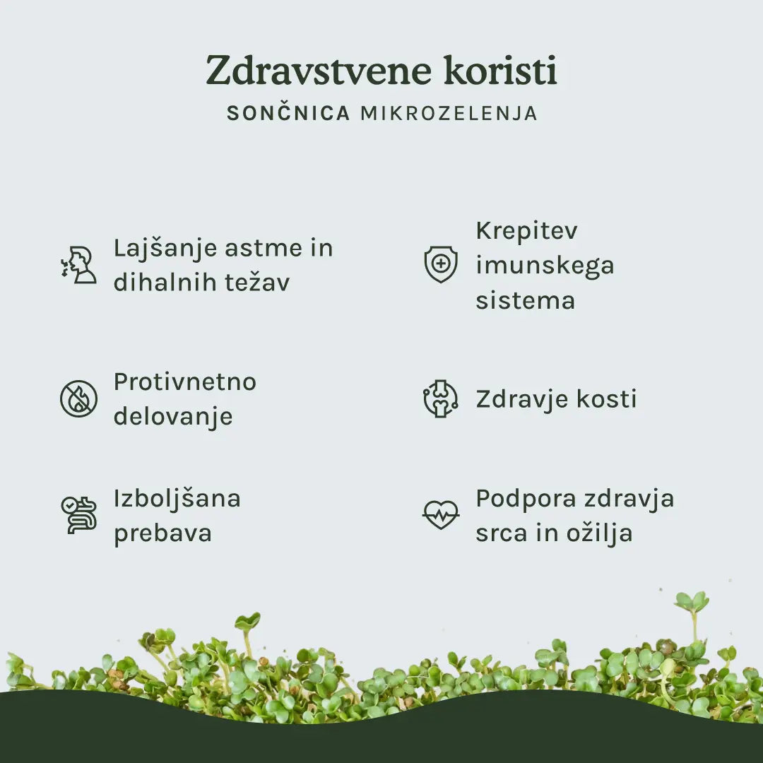 HitroZelena Sončnica GreenGina