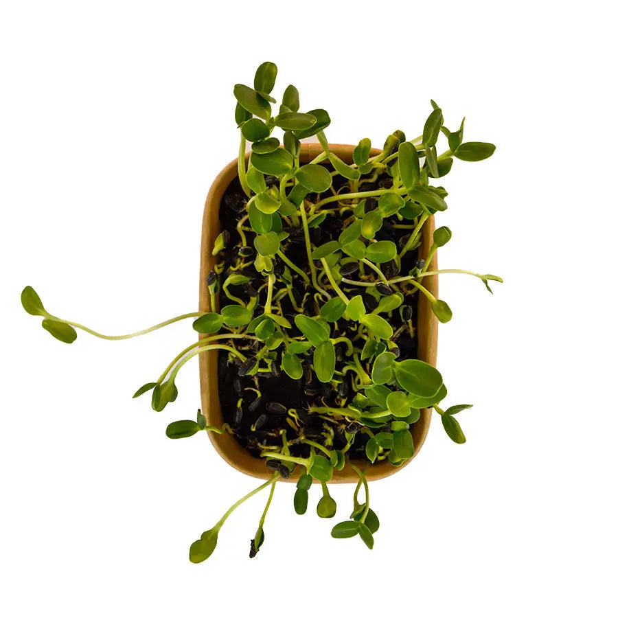 HitroZelena Sončnica GreenGina