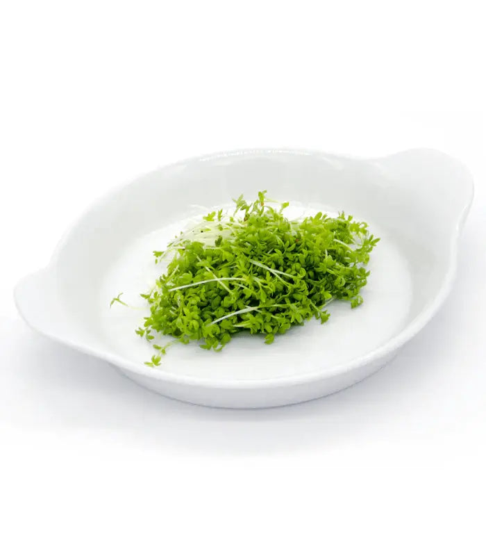 Kitajski-drobnjak-bio-semena
