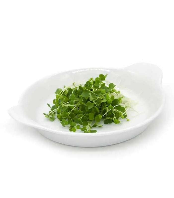Rukola-mikrozelenje