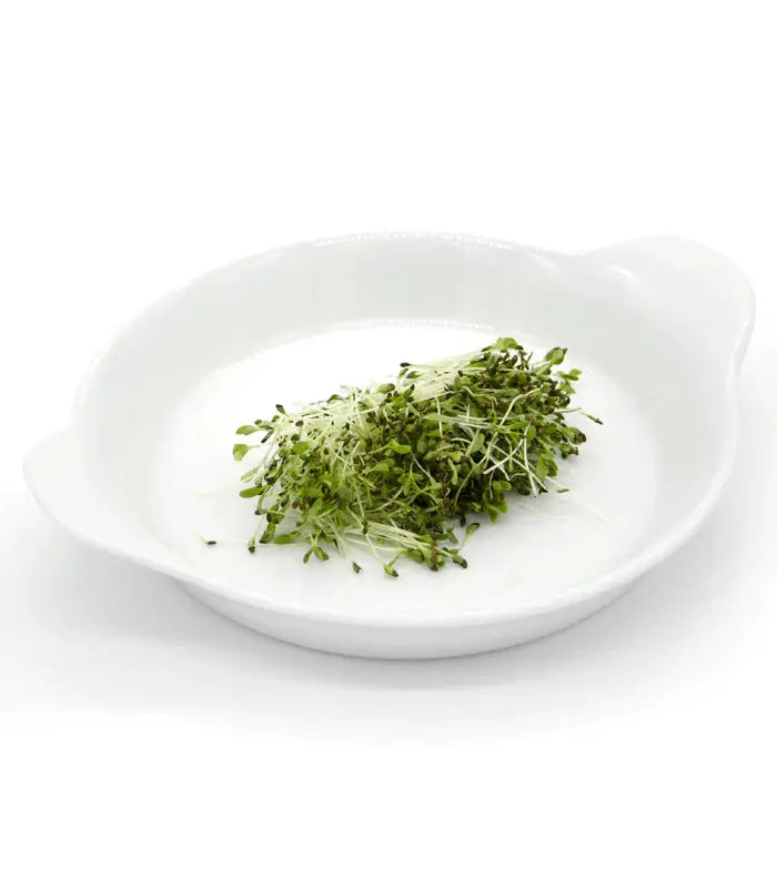 eko-deteljna-alfalfa-mikrozelenje