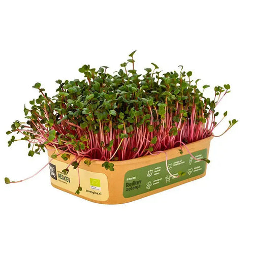 HitroZelena Redkev GreenGina